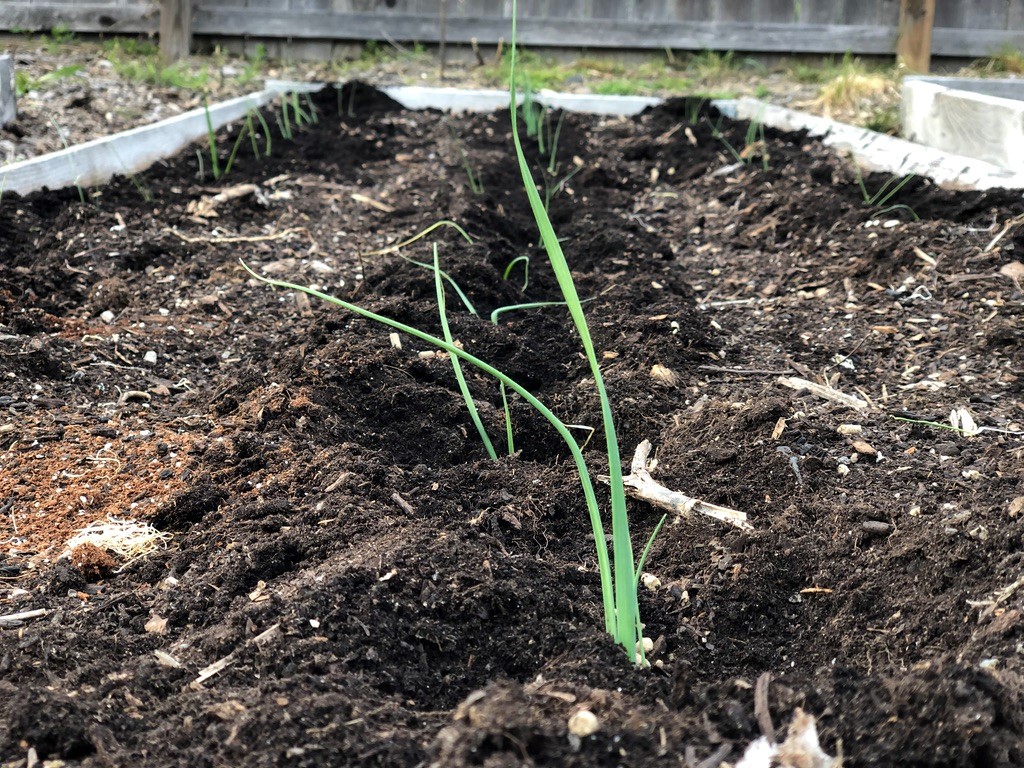 Starting Onion Plants Indoors
